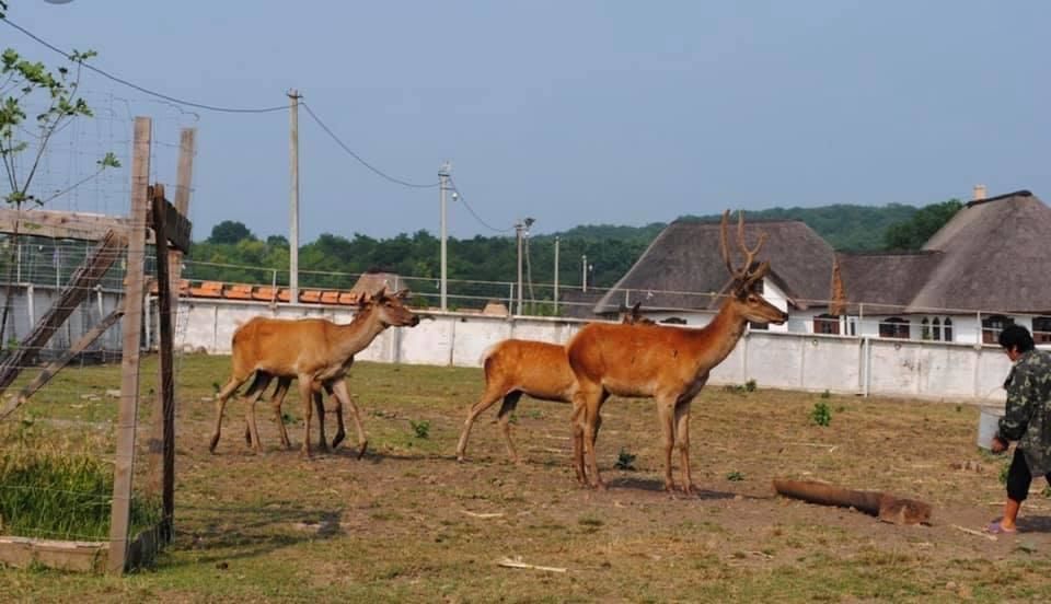 Дома для отпуска Мисливський будинок в українському стилі Karbovka-5